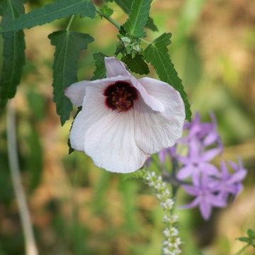 Pavonia hastata fioritura autunnale