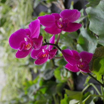 vertical gardens