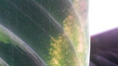 zimmerpflanzen glücksfeder Zamioculcas zamiifolia main image 1