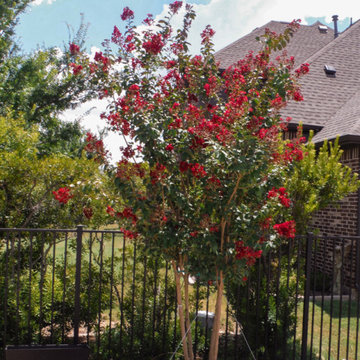 Flowering Trees & Shrubs
