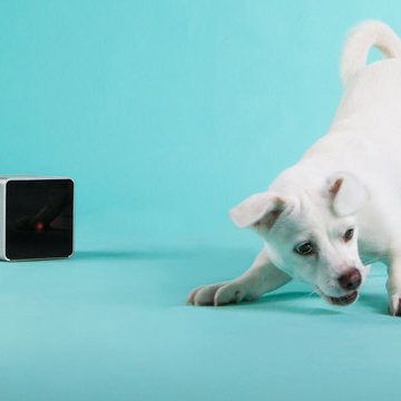 Petcube: your pets will not be bored at home alone