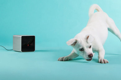 Petcube: your pets will not be bored at home alone