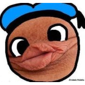 Chokoloskee Estadidad Ahoras foto