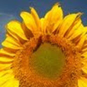 David Mohseni's photo