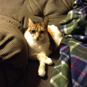 mamacat123s billede