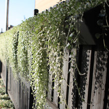 Renovation: Landscaping