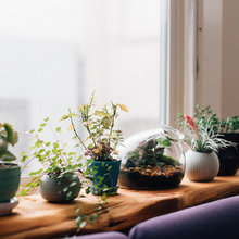 plants