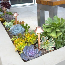 Planter Box Plants