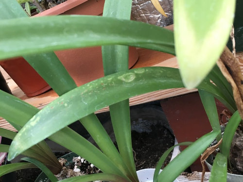 dealing with amaryllis plant diseases identification and treatment