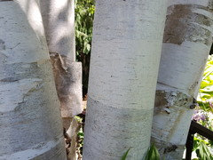 Birch Tree Roots Removal: When and How to Cut Them - Sexytrees