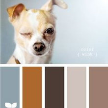 Color Pallette