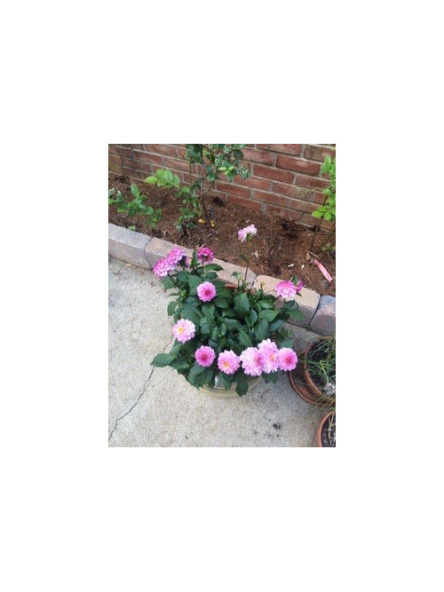 Why did my dahlia stop blooming?