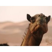Alia OA's photo