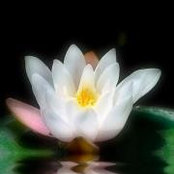Foto di Myosha's Light