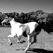 Patchwork Pony's photo