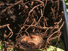 Root rot in jade plant I think--also is this giant thing a root?! | Houzz  Forum