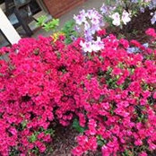 Barbara Morelock's photo