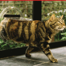 cat flaps