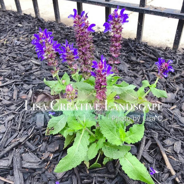 Front Yard with Purple Flower (AFTER)