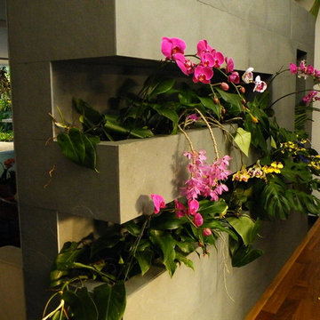 Orchid Colector