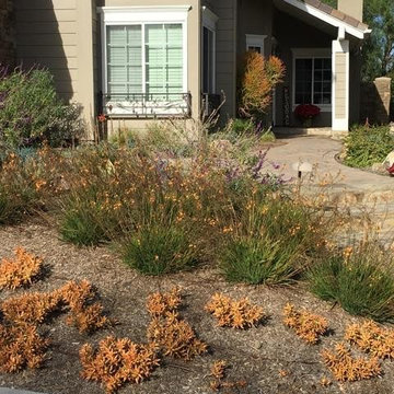 Succulent Excitement