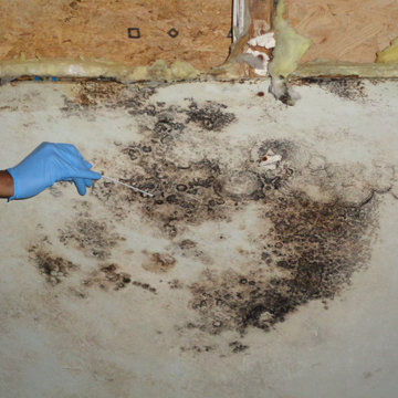 Mold Testing