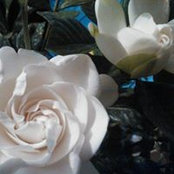 Foto de Lamar N Barbara Webster
