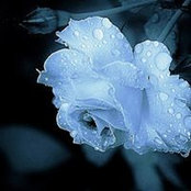 Cindy Carr's photo