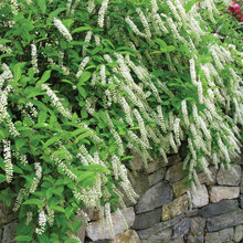 New House Landscaping