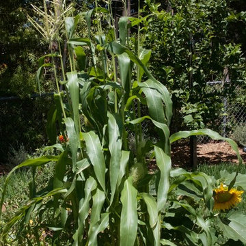 Urban Farms