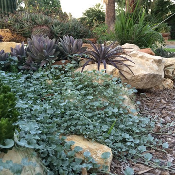Miscellaneous Cacti & Succulent Landscapes by Rhinamic