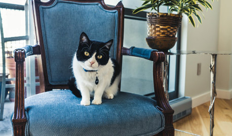 6 Modi di Trasformare la Tua Casa per Far Felice il Tuo Gatto