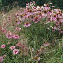 garden 2013