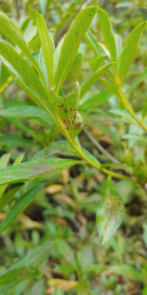 Spots on Azaleas