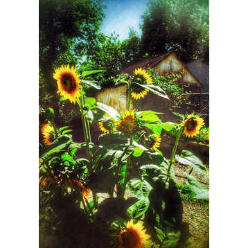 "Sunflowers" Eureka Springs Collection Stretched Canvas Giclee, 12"X16"