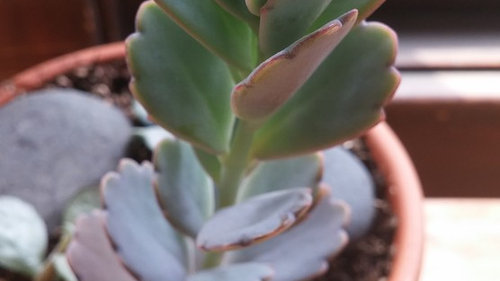Succulent Id Kalanchoe And Care