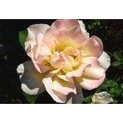 Crystal Johnson Brumley's photo