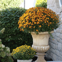 Greenery/Container Gardens
