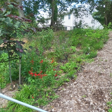 Native Redbud tree with native lobelia in pollinator garden