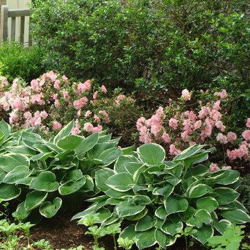 Entrance planting of holly, Azalea 'Nancy of Robin Hill' & Hosta 'Francee'