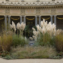 grasses