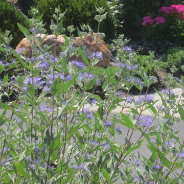 Front driveway garden