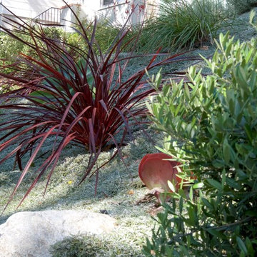 Dymondia as Green Groundcover down Garden Slope