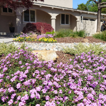 DESIGN TO COMPLIMENT MAPLE TREES