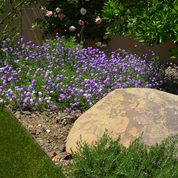 Southwestern Plants