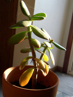 bamboo money tree Money Tree in Bamboo main image 0