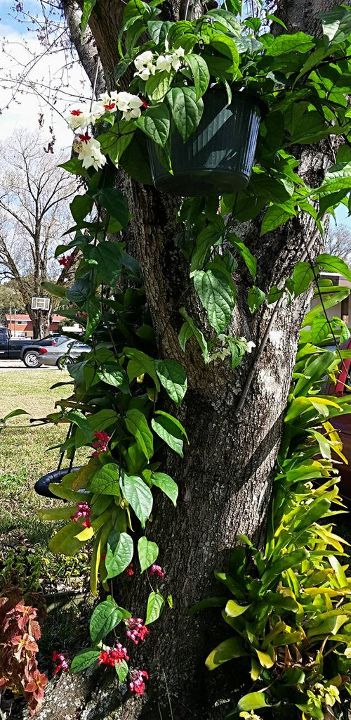 Bleeding Heart Plant Hanging Basket - Best Flower Wallpaper