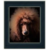 Debra Pohl Arreau Standard-Poodlesさんの写真