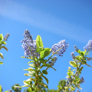 California Lilac