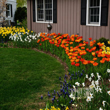 spring bulbs